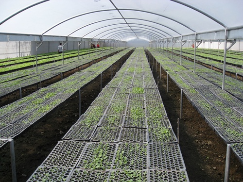 seedlings in greenhouse