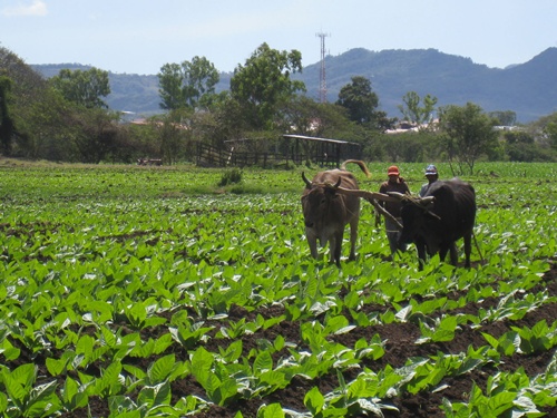 Plowing with Oxen