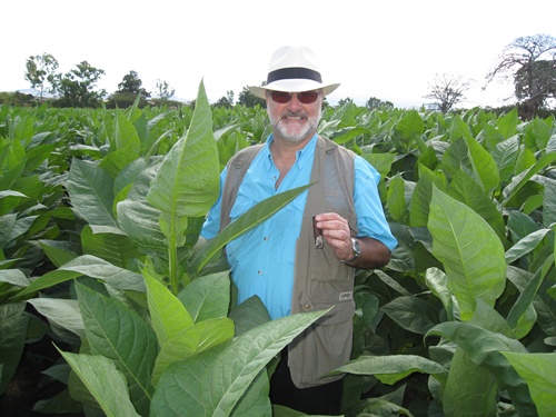 tobacco grown shoulder high